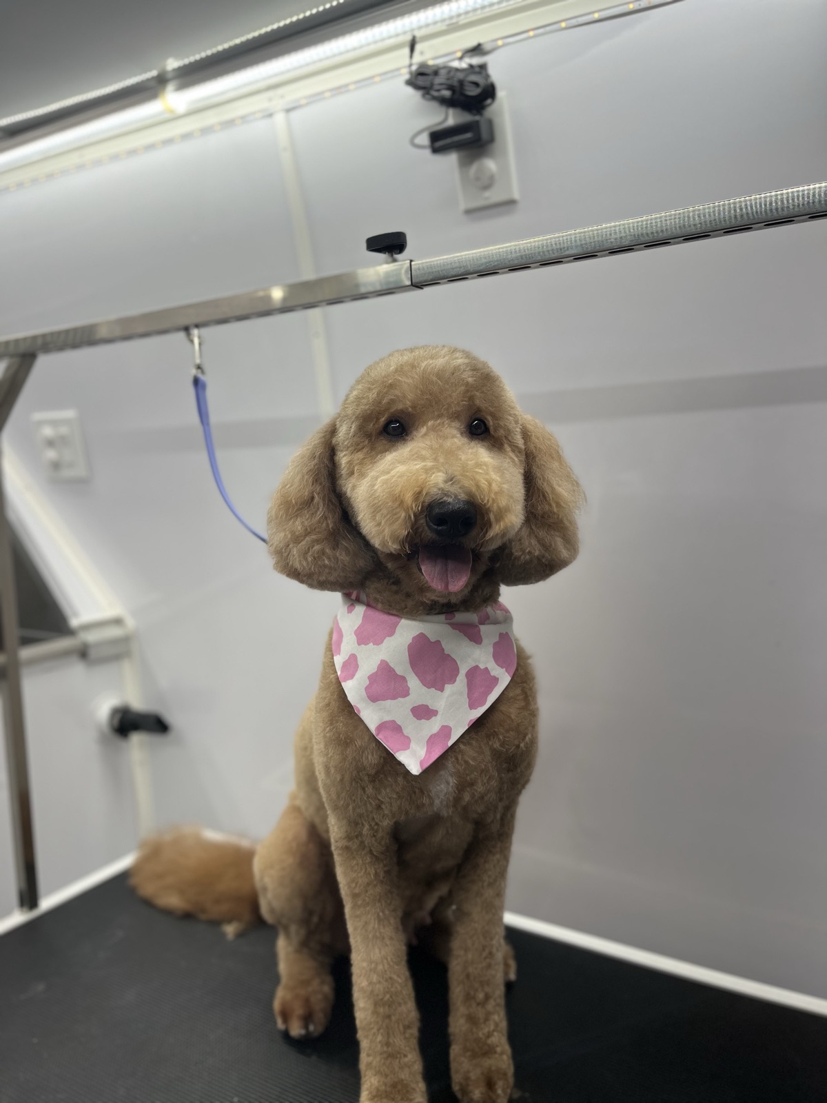 Apricot goldendoodle with a fresh teddy-bear trim, wearing a pink cow-print bandana on the grooming table