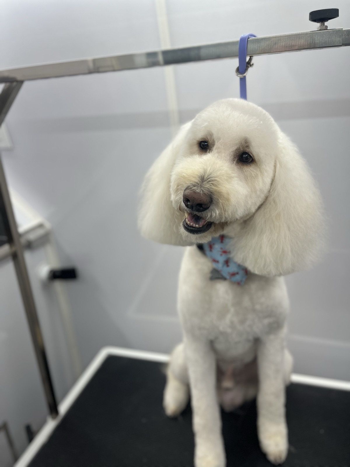 White standard poodle with a rounded face trim, wearing a light blue necktie