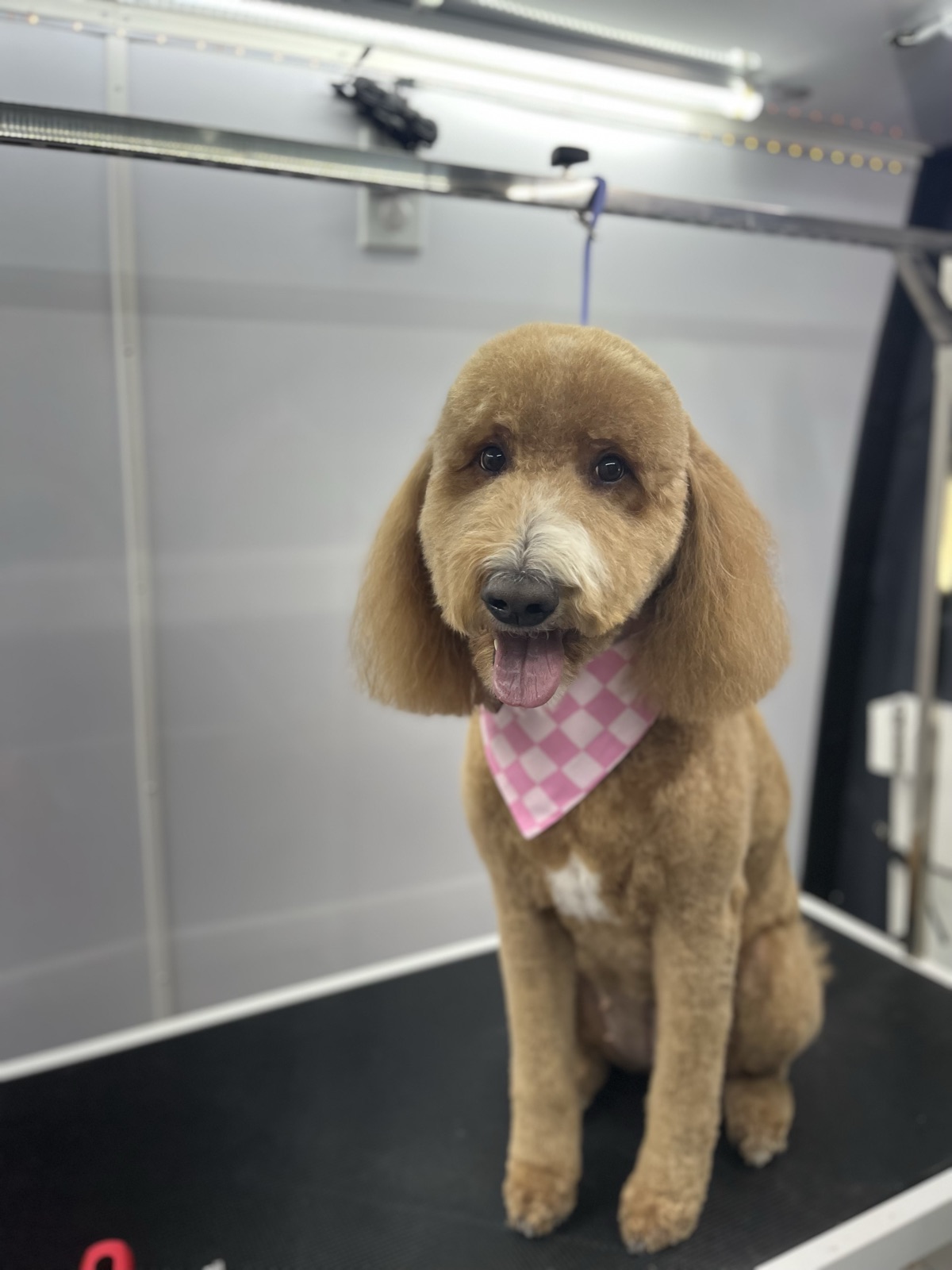 Apricot doodle with fluffy ears in a pink checkered bandana