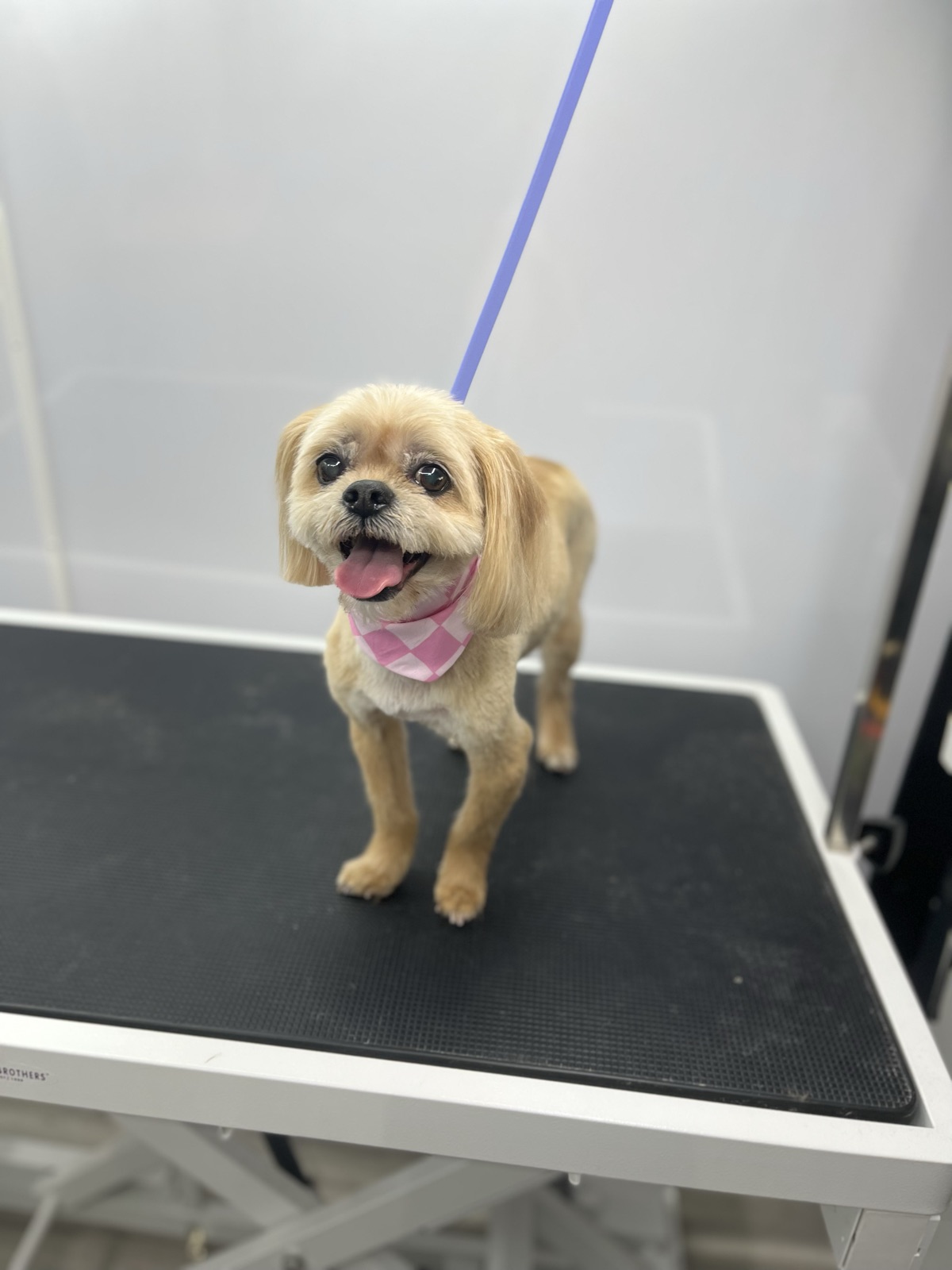 Small shih tzu mix grinning in a pink checkered bandana after a tidy trim