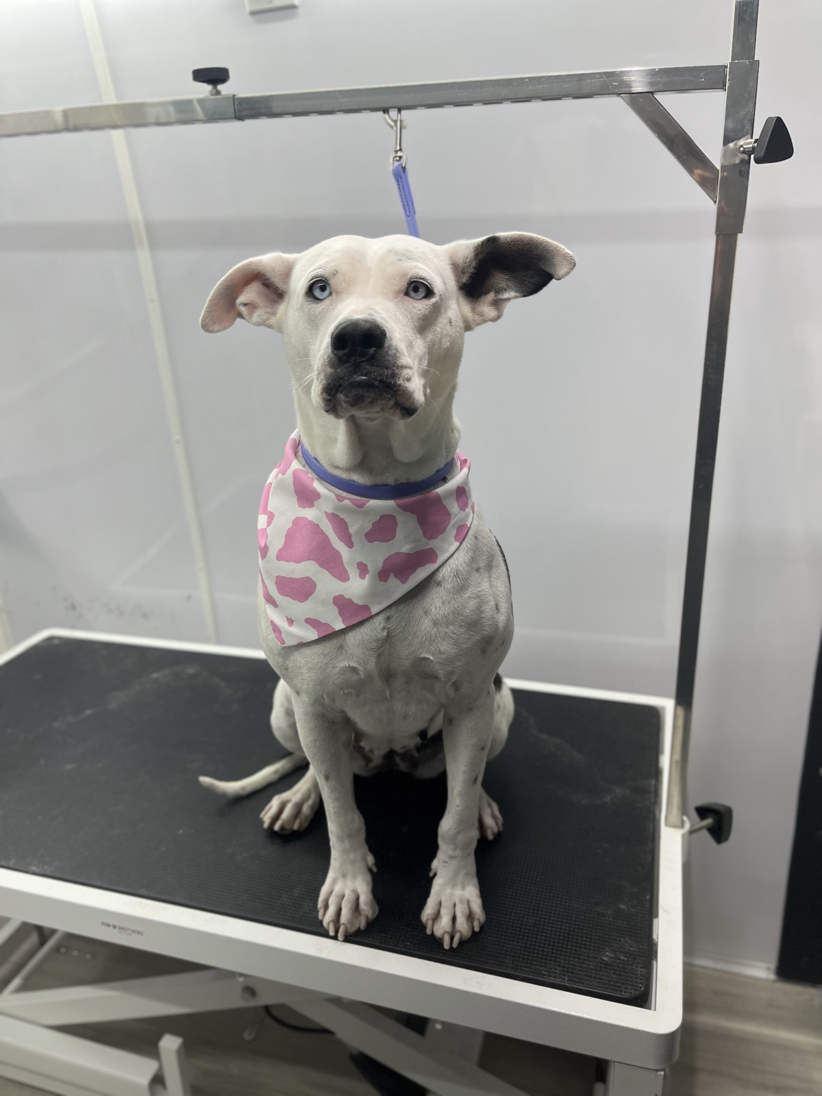 Blue-eyed white pit mix sitting tall in a pink cow-print bandana after a bath