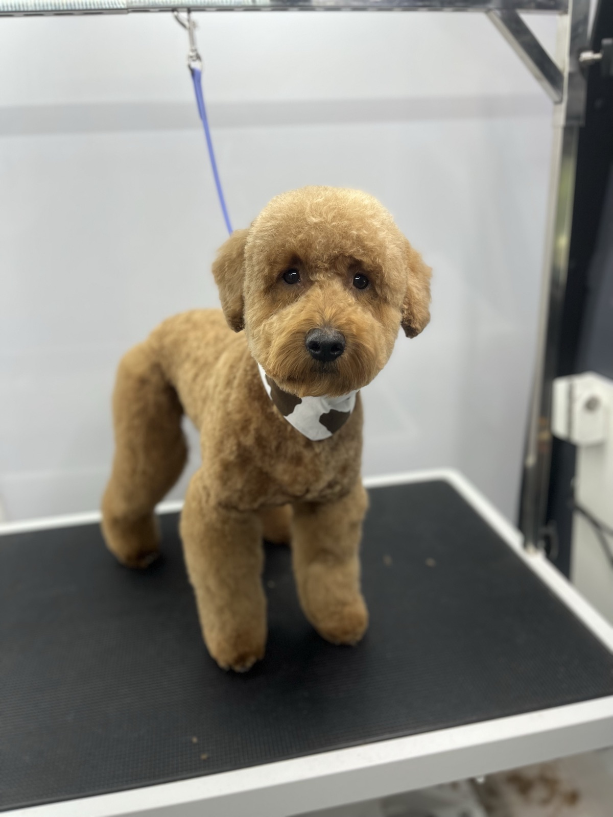 Mini goldendoodle standing proud after a full groom, wearing a cow-print bandana