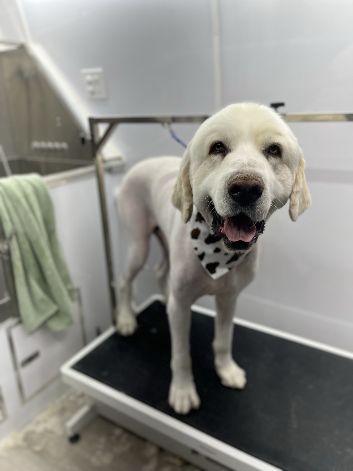 Freshly groomed Great Pyrenees mix smiling big in a cow-print bandana