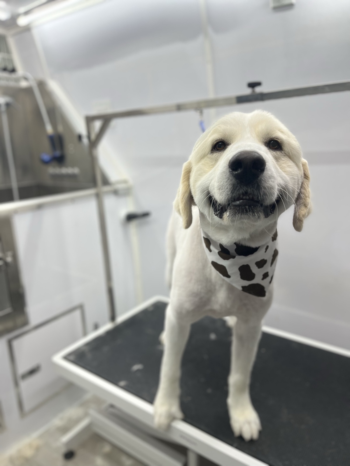 Great Pyrenees mix leaning in close to the camera in a cow-print bandana