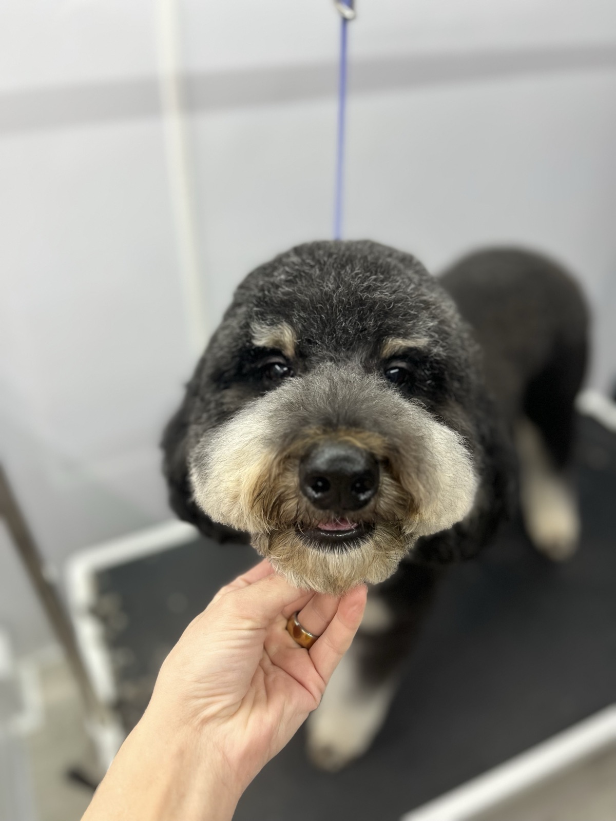 Black doodle getting a gentle chin scratch after their groom