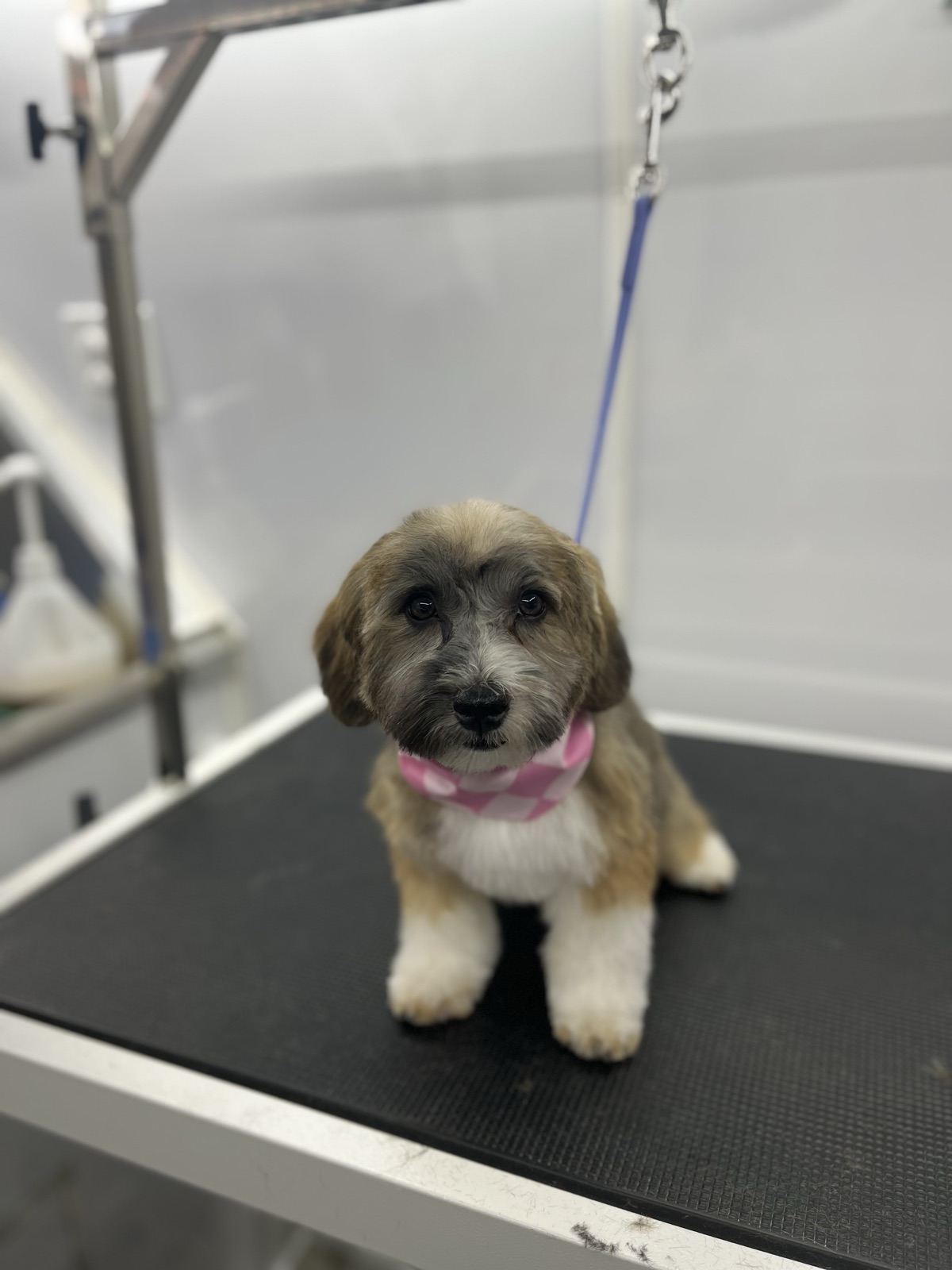 Fluffy puppy sitting pretty in a pink bandana after their first groom