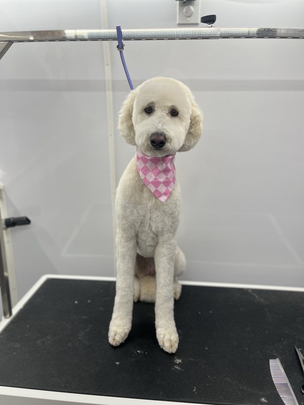 Cream standard doodle sitting upright in a pink checkered bandana