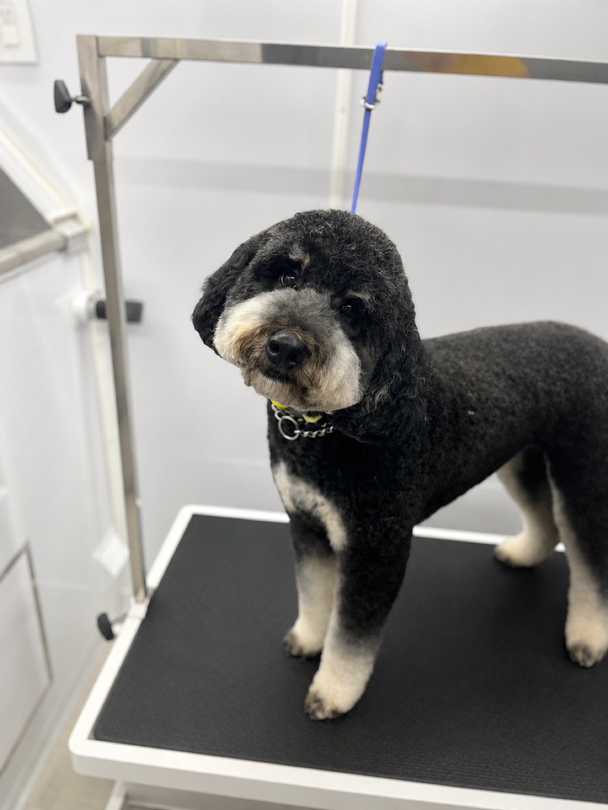 Black mini doodle with cream paws standing on the grooming table after a full groom